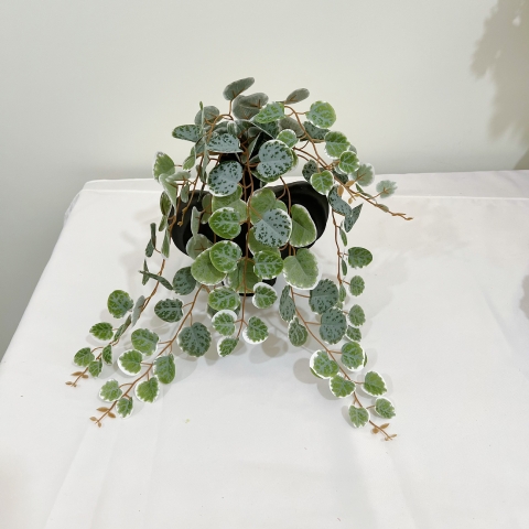 Cành rủ bạch đàn giả 47cm (hồng, xanh)