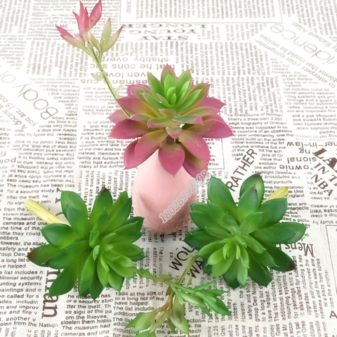 Cành sen đá hoa sen có mầm