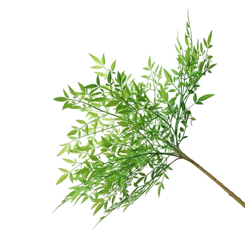 Cành nam thiên trúc giả 90cm
