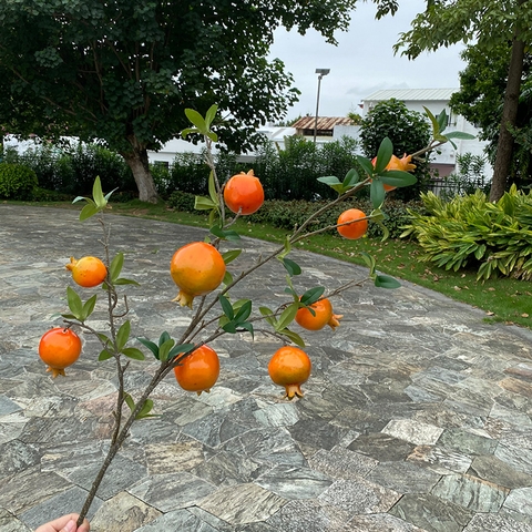 Cành lựu 6 quả không hoa đỏ,cam (80cm)