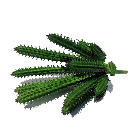 Cành sen đá xương rồng giả 20cm