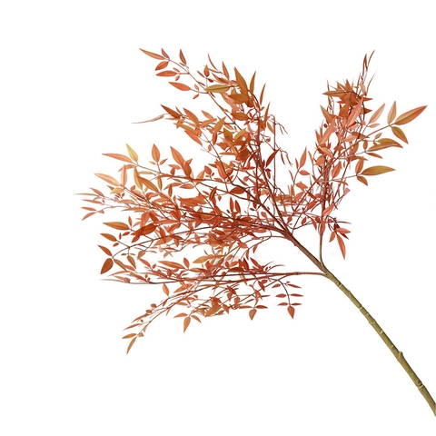 Cành nam thiên trúc giả 90cm