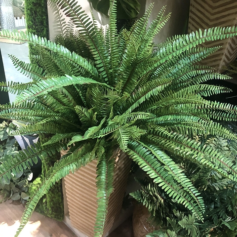 Cành dương sỉ cổ đại 11 nhánh 45cm