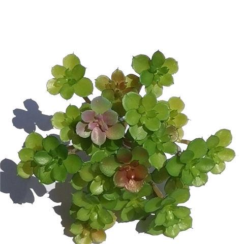Cành Sen đá chùm giả cao 12cm x rộng 12cm
