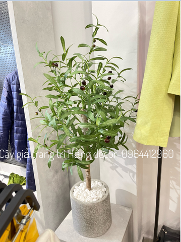 CÂY OLIU THÂN GỖ HẰNG DECOR 1M-1M3