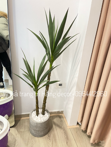 CHẬU CÂY PHÁT TÀI NÚI GIẢ 1M2 KÈM CHẬU XI