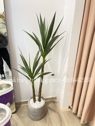 CHẬU CÂY PHÁT TÀI NÚI GIẢ 1M2 KÈM CHẬU XI