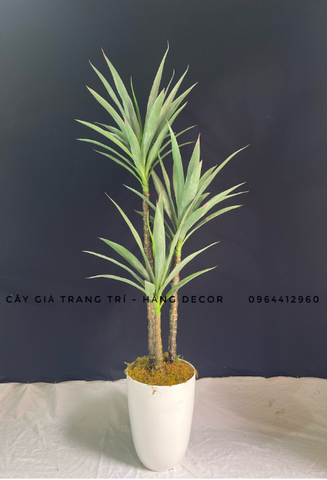 CHẬU CÂY PHÁT TÀI NÚI GIẢ 1M4 KÈM CHẬU GỐM TRẮNG