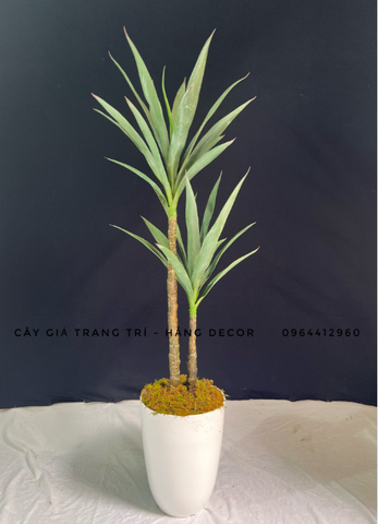 CHẬU CÂY PHÁT TÀI NÚI GIẢ 1M2 KÈM CHẬU XI