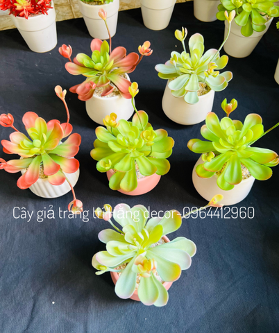 Chậu sen đá hoa mầm cao 18cm