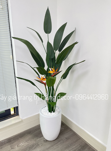 CHẬU CÂY THIÊN ĐIỂU MIX DƯƠNG SỈ (1M4, 1M6)