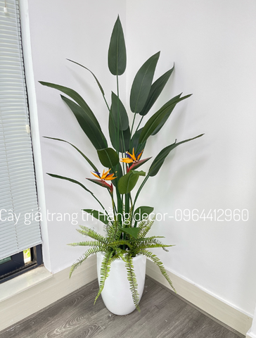 CHẬU CÂY THIÊN ĐIỂU MIX DƯƠNG SỈ (1M4, 1M6)