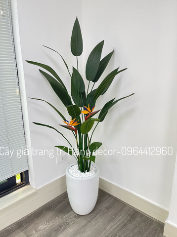 CHẬU CÂY THIÊN ĐIỂU MIX DƯƠNG SỈ (1M4, 1M6)