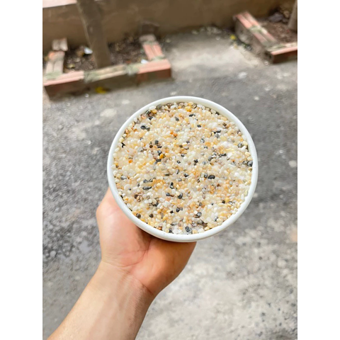 Chậu gốm Sứ Trồng Cây Cảnh Để Bàn Đường Kính 11cm