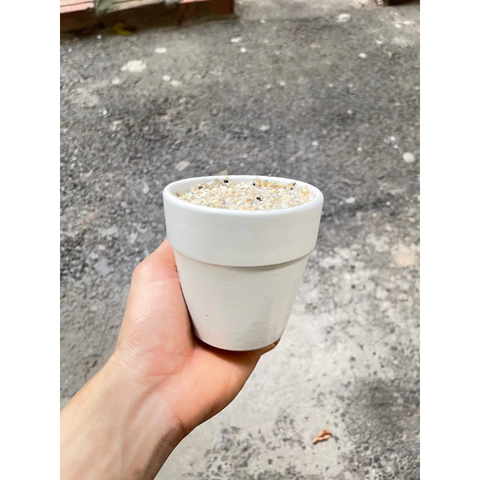 Chậu gốm Sứ Trồng Cây Cảnh Để Bàn Đường Kính 11cm
