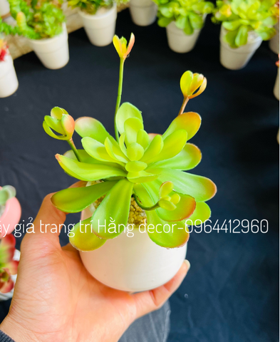 Chậu sen đá hoa mầm cao 18cm