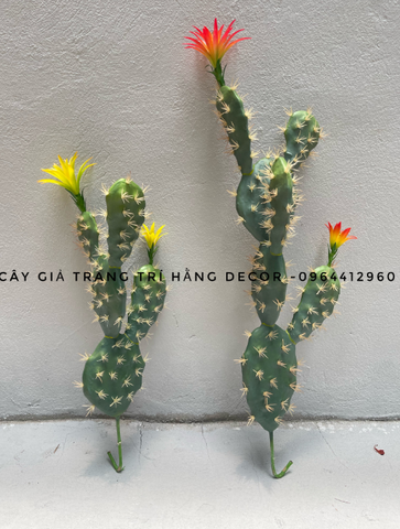 CÂY XƯƠNG RỒNG TAI THỎ HOA CAM( 45CM,65CM)