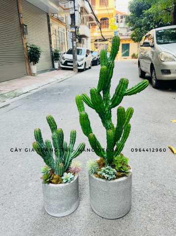 CÂY XƯƠNG RỒNG NHIỀU NHÁNH GIẢ (55CM, 85CM)