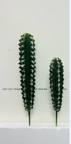 CÂY XƯƠNG RỒNG NHỎ TRANG TRÍ(20CM,30CM)