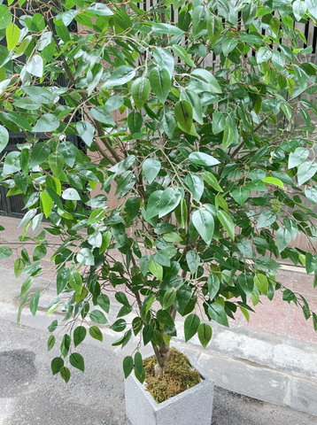 CÂY XI XANH GIẢ TRANG TRÍ NHÀ CỬA 2M
