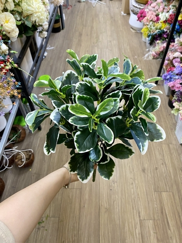 Cành ngũ gia bì giả 40cm (xanh , trắng)