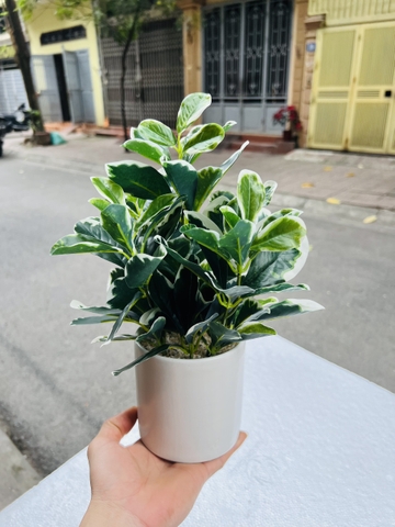 CHẬU CÂY GIẢ ĐẶT BÀN , TỦ, KỆ 30CM