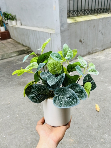 CHẬU LÁ BẠC HÀ TRẮNG ĐẶT BÀN 30CM