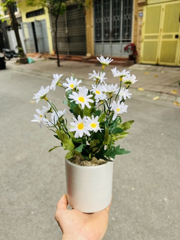 CHẬU HOA CÚC HỌA MI ĐẶT BÀN 30CM