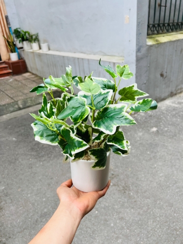 CHẬU THƯỜNG XUÂN VIỀN TRẮNG ĐẶT BÀN 30CM