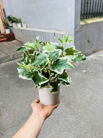 CHẬU CÂY GIẢ ĐẶT BÀN , TỦ, KỆ 30CM