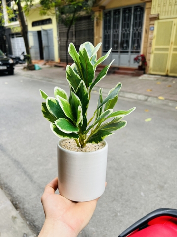 CHẬU CÂY GIẢ ĐẶT BÀN , TỦ, KỆ 30CM
