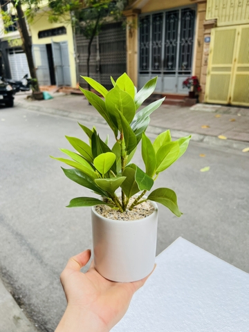 CHẬU CÂY GIẢ ĐẶT BÀN , TỦ, KỆ 30CM
