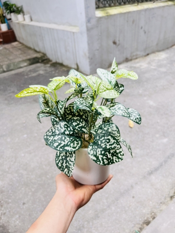 CHẬU LÁ BẠC HÀ TRẮNG ĐẶT BÀN 30CM