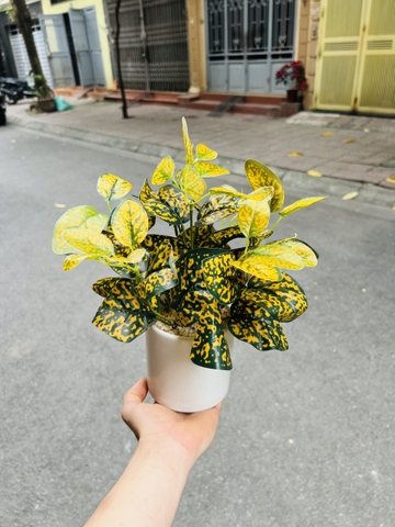 CHẬU CÂY GIẢ ĐẶT BÀN , TỦ, KỆ 30CM