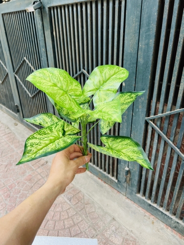 CÂY GIẢ 9 LÁ 30CM