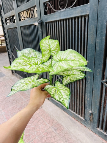 CHẬU CÂY ĐỂ BÀN 9 LÁ 30CM