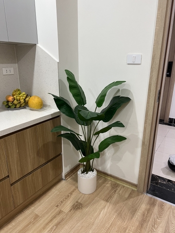 CÂY CHUỐI RẺ QUẠT TRANG TRÍ HẰNG DECOR 1M2(3 nhánh-12 lá)