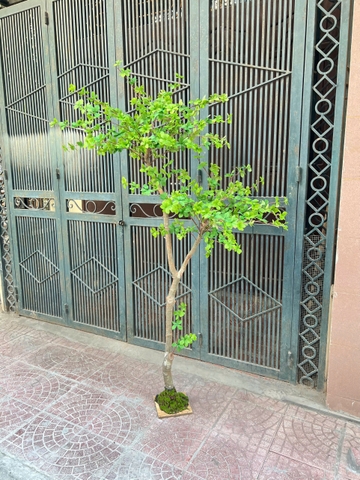 CÂY THẠCH NAM THÂN GỖ GIẢ 1M5