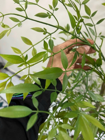 Cành nam thiên trúc giả 90cm