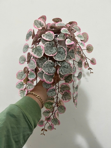 Chậu bạch đàn hồng rủ giả 47cm