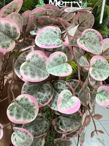 Chậu bạch đàn hồng rủ giả 47cm