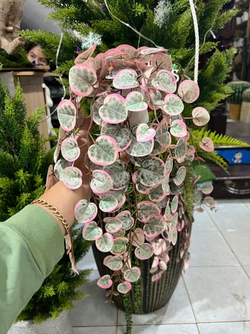 Chậu bạch đàn hồng rủ giả 47cm