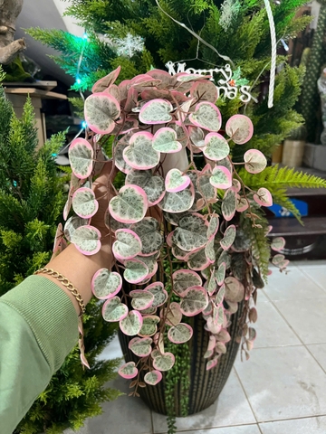 Chậu bạch đàn hồng rủ giả 47cm