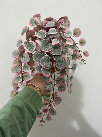 Chậu bạch đàn hồng rủ giả 47cm