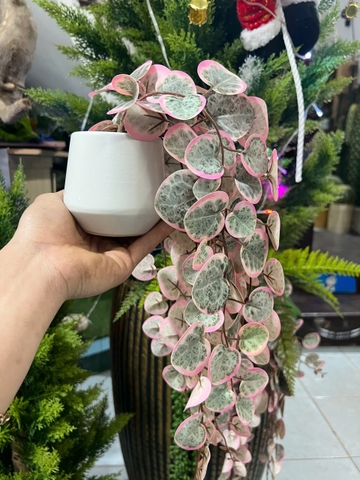 Chậu bạch đàn hồng rủ giả 47cm