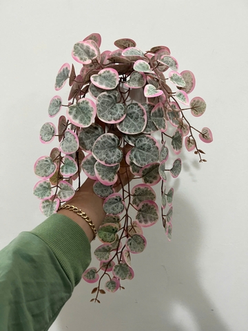 Chậu bạch đàn hồng rủ giả 47cm
