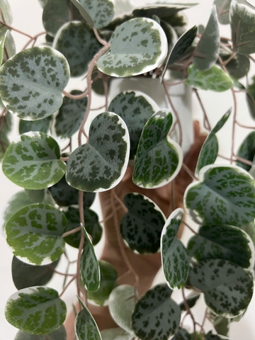 Chậu bạch đàn xanh rủ giả 47cm