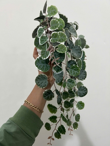 Chậu bạch đàn xanh rủ giả 47cm
