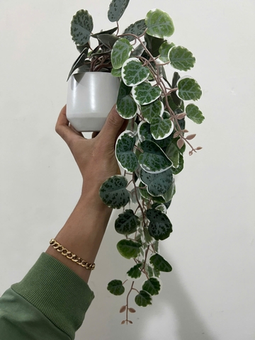 Chậu bạch đàn xanh rủ giả 47cm