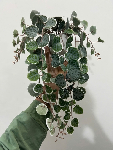 Chậu bạch đàn xanh rủ giả 47cm
